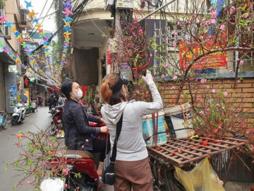 Bất ngờ cành đào mini đắt như tôm tươi, tiểu thương ngày bán hàng trăm cành