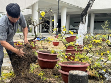 Mai đại hạ giá vẫn ế, nhiều tiểu thương đập chậu lấy gốc chở về
