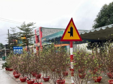 Ngày 30 Tết, đào quất vẫn ngập tràn, tiểu thương lo lỗ vốn