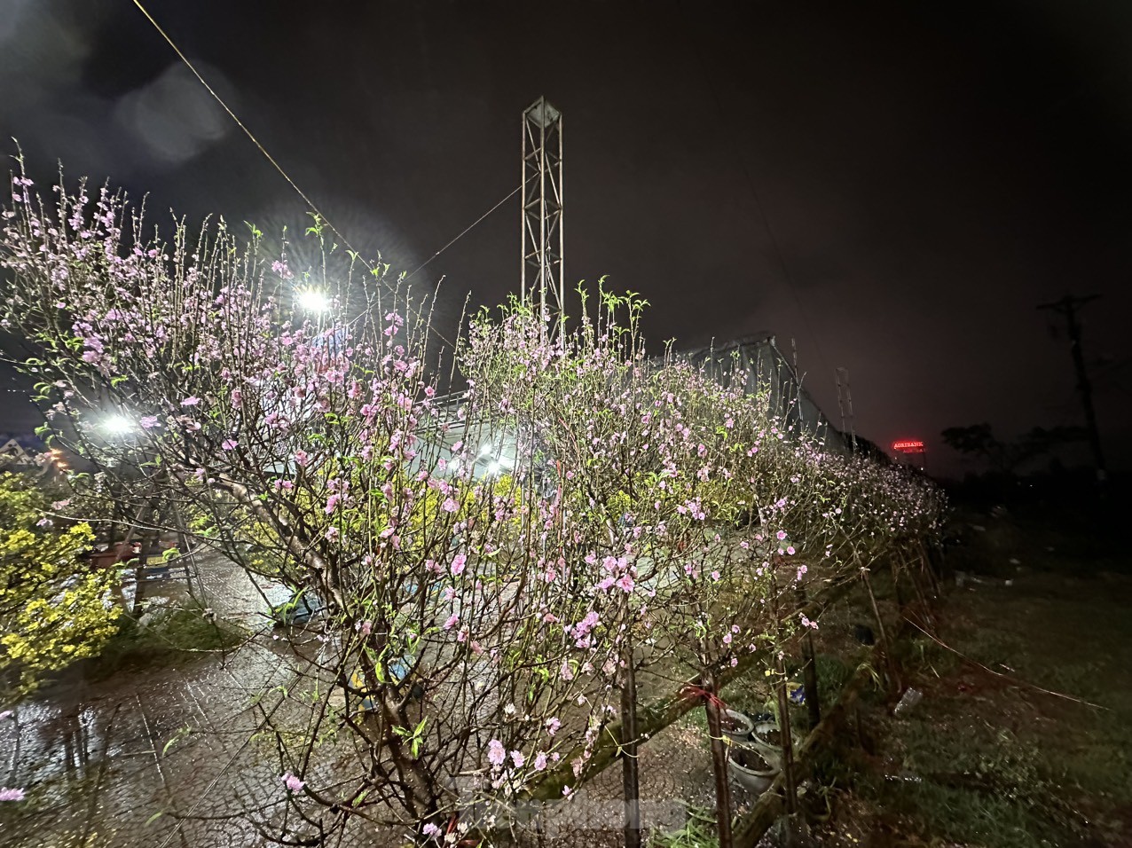 Ngày 30 Tết, đào quất vẫn ngập tràn, tiểu thương lo lỗ vốn - 6