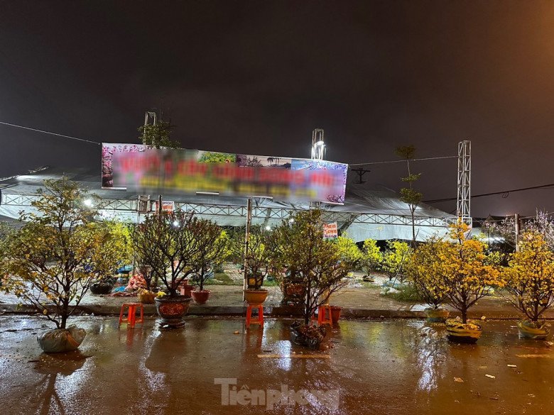 Hoa mai nở vàng rực nhưng khách năm nay ế ẩm, người mua không có.