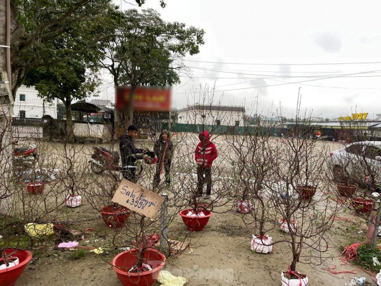 Tại huyện Hương Sơn trưa 30 Tết, nhiều hàng quất cảnh cũng đang tồn số lượng lớn, mặc dù giá bán chỉ còn 1/3 so với những ngày trước nhưng vẫn vắng khách.