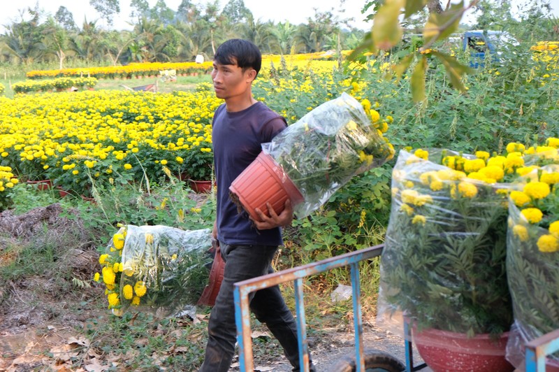 Nhiều người buồn bã khi giá hoa Tết đã giảm, nhu cầu mua hoa trưng Tết của người dân cũng giảm theo.
