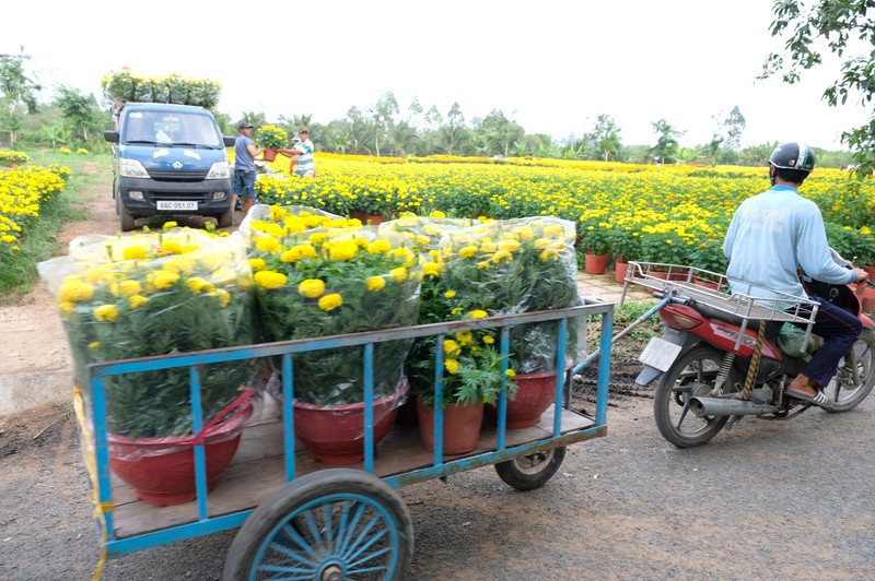 Dù cho thị trường có vắng khách thì làng hoa ở Đồng Tháp vẫn chăm chút kỹ lưỡng, cung cấp hoa cho hoạt động mua bán ngày Tết.
