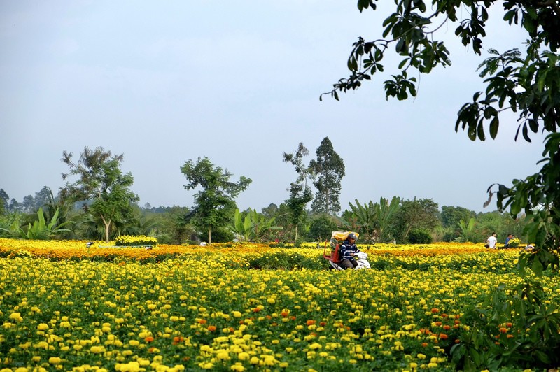 Vườn hoa mênh mông, bạt ngạt là minh chứng cho những công sức mà người dân khu vực dành trọn tâm huyết lưu giữ giá trị văn hóa.
