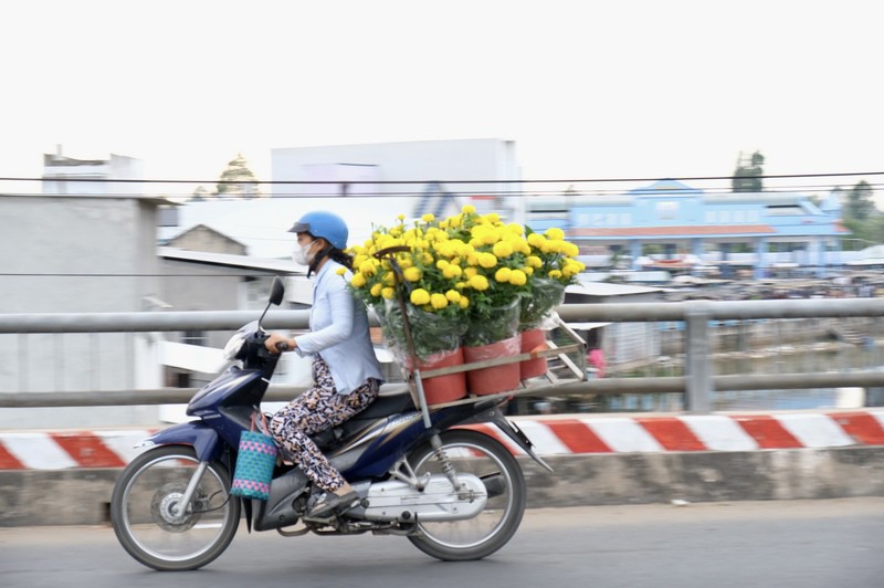 Từng chậu cây băng băng qua những con đường, tiến vào thành phố, mang theo cả những hy vọng của nhà vườn về một mùa vụ hoa Tết đậm sắc xuân.
