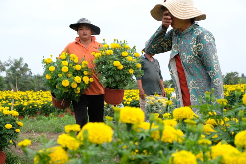 Ở nơi đó, khung cảnh nhà vườn đã từng nhộn nhịp những bước chân của người bán, người mua. Ai ai cũng háo hức bởi đây là thời điểm thu hoạch của một mùa hoa Tết.
