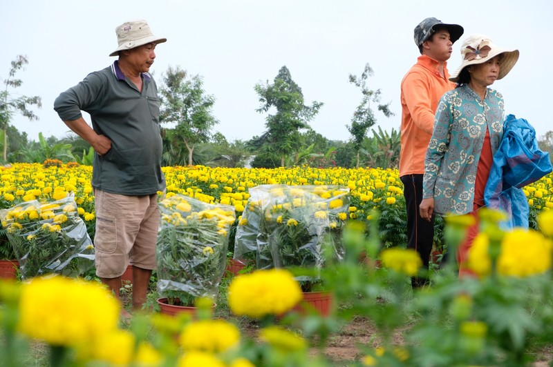 Thị trường hoa Tết năm nay được cho là khá "ảm đạm", chủ nhà vườn luôn trông ngóng từng chuyến xe tải hàng đến và đi.
