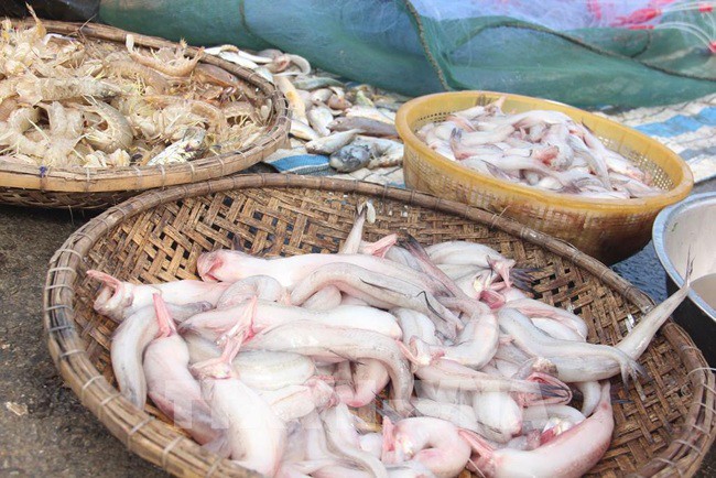 Loại cá cho lợn ăn nay thành đặc sản, ngày Tết Giáp Thìn được bán 800.000 đồng/kg khách tranh nhau mua - 2