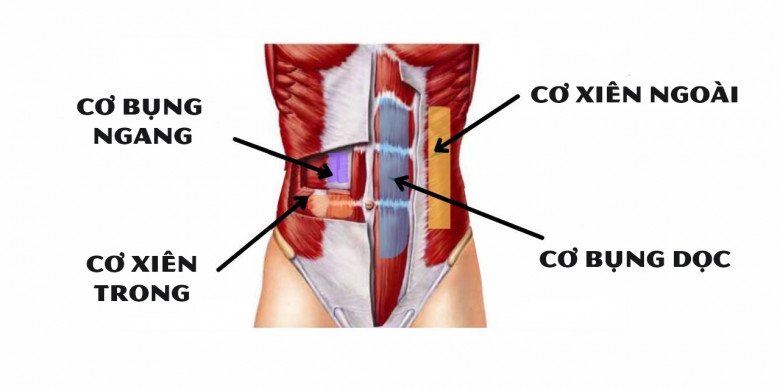 6 tác dụng của plank - bài tập giảm mỡ, siết eo tốt hơn cả bài tập gập bụng - 2