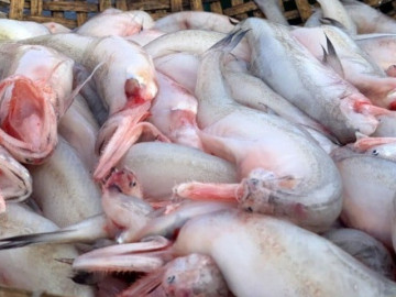 Loại cá cho lợn ăn nay thành đặc sản, ngày Tết Giáp Thìn được bán 800.000 đồng/kg khách tranh nhau mua
