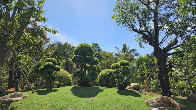 Việt Trinh chia sẻ về góc vườn của mình: Nơi bình yên chim hót. Ai nấy đều cho rằng khung cảnh nơi đầy bình yên đến lạ thường.