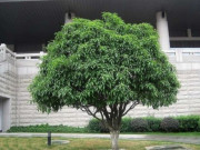 Nhà đẹp - 2 cây này hợp với cả 5 mệnh, đầu năm trồng trước nhà gia chủ thịnh vượng tài lộc