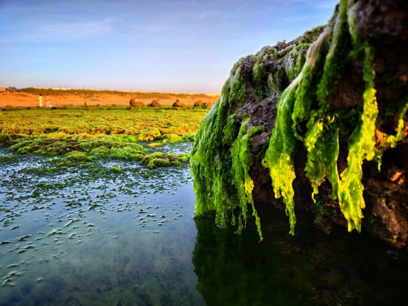 Phần lớn bãi rêu mọc san sát nhau trên nền các rạn san hô trắng tạo nên một thảm thực vật xanh mướt. (Ảnh: Huong Huynh)
