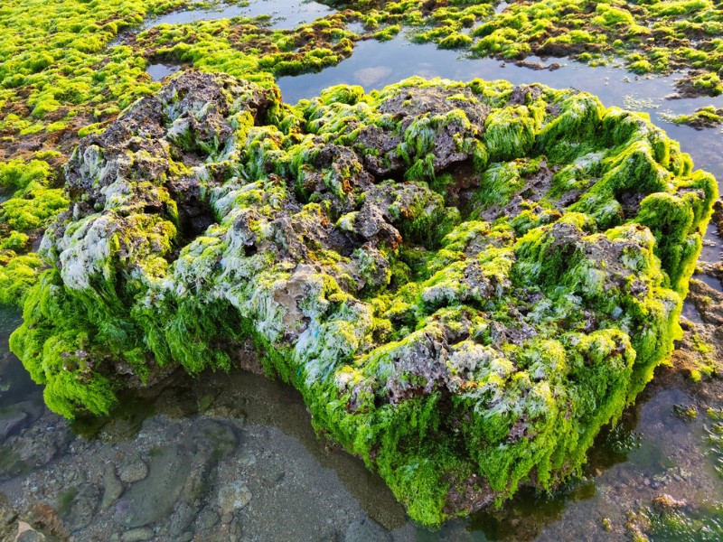 Không những thế, tại bãi rêu xanh làng Từ Thiện còn có thêm mơ biển - một loài thực vật có công dụng giải nhiệt tuyệt vời, thường được phơi khô và dùng để pha uống như trà. (Ảnh: Huong Huynh)
