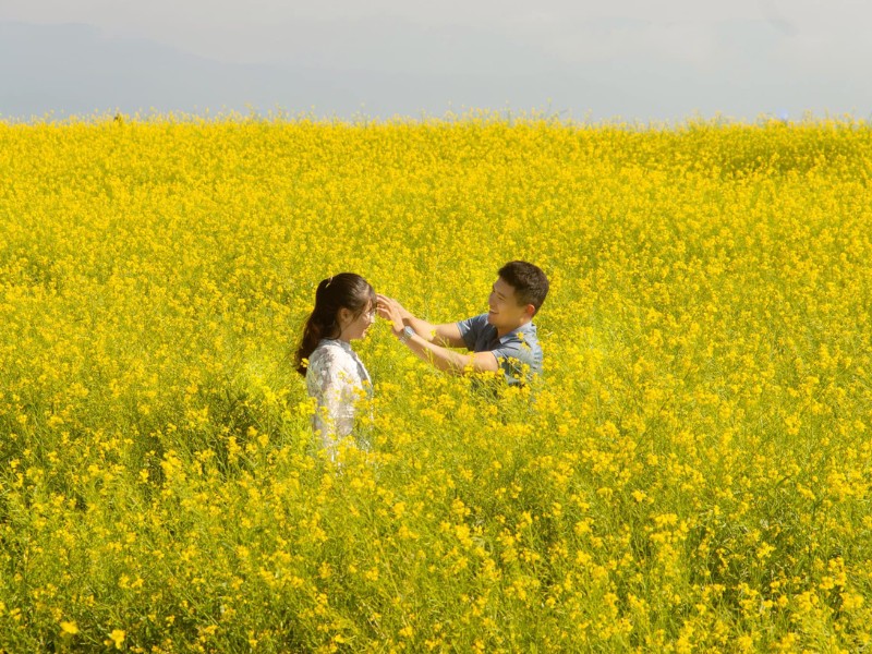 Có 3 địa điểm đẹp nhất ở Đà Lạt mà bạn có thể "săn" loài hoa dân dã này. (Ảnh: Đồng Ngô)
