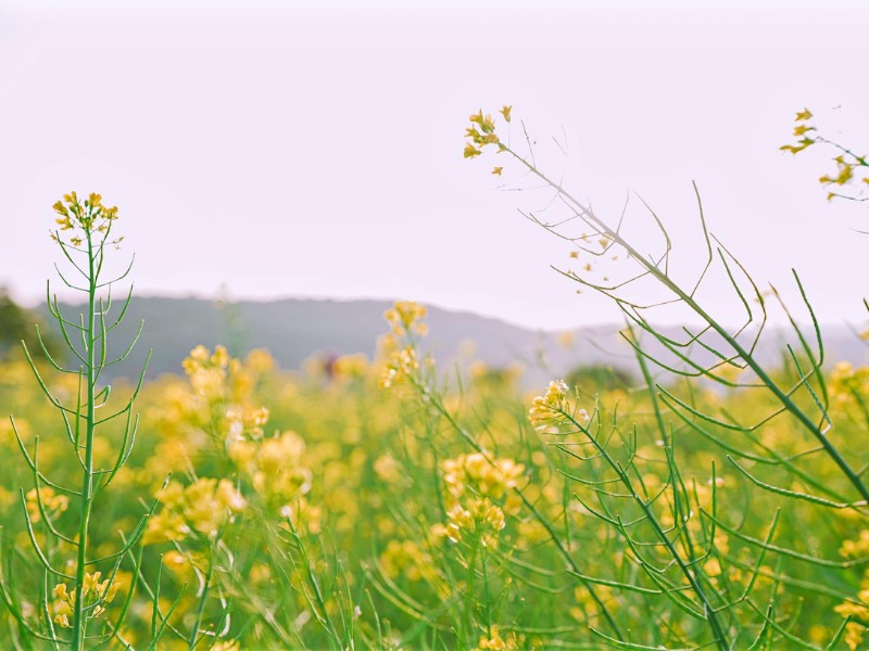Giữa tiết trời mùa xuân, ngoài mùa mai anh đào Đà Lạt nở rộ, du khách đến với phố Núi còn được tận hưởng mùa cải vàng rực rỡ ở khắp các vườn hoa vùng ngoại ô Đà Lạt. (Ảnh: Tai Ho)
