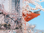 Lifestyle - Top 5 địa điểm để bạn tận hưởng trọn vẹn mùa hoa anh đào lãng mạn