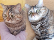 Lifestyle - Kỳ lạ chú mèo có biểu cảm không giống ai lại là "thánh meme mới nổi"