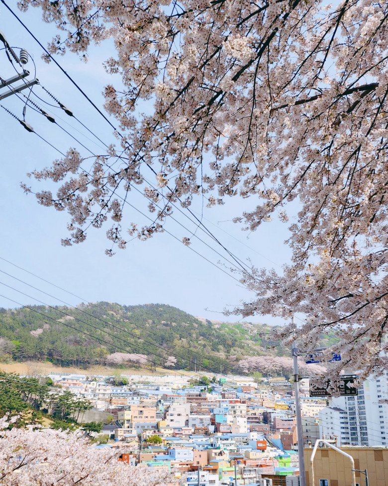 Một góc ở làng văn hóa Gamcheon, Busan vào mùa hoa anh đào. (Ảnh: Dung Phạm)