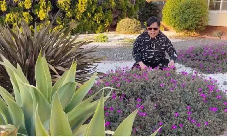 Trước đó, trong một clip khi Thúy Nga sang nhà Quang Lê cũng thấy nam ca sĩ ngồi ngắm hoa và bày tỏ: Kỳ quá, hoa mười giờ thường 10 giờ nó nở, mà 6 giờ chiều rồi vẫn nở.