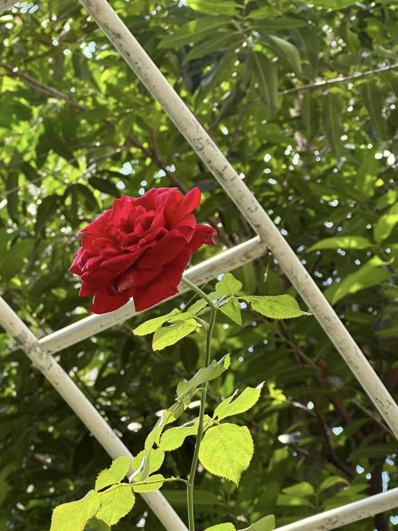 Bên cạnh đó, vườn của Vy Oanh và chồng đại gia còn có nhiều hoa dâm bụt, hoa hồng... Nữ ca sĩ mát tay chăm sóc nên cây cối ngày càng tươi xanh.