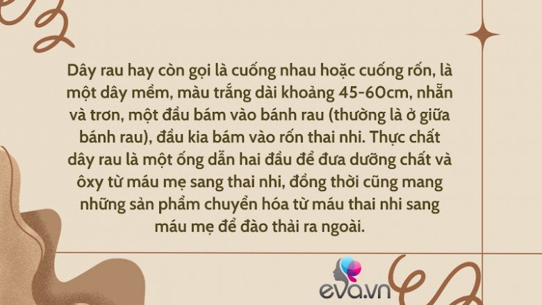 Giải đáp 10 thắc mắc về dây rốn quấn cổ khi mang thai của hầu hết mẹ bầu - 1