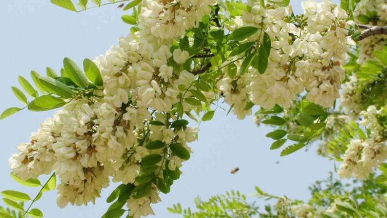 Loại cây bóng mát có hoa giá tới 180.000 đồng/kg, trồng trước nhà còn giúp rước lộc - 4