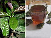 Sức khỏe - Loại cây mọc đầy vùng núi, xưa chẳng ai thèm hái nay nhiều người săn lùng để phòng chống ung thư, giải độc cơ thể