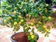 Tiêu dùng - Loại cây hoa trồng làm cảnh, giờ là đặc sản quý hiếm được dân thành phố "săn lùng", 850.000 đồng/kg