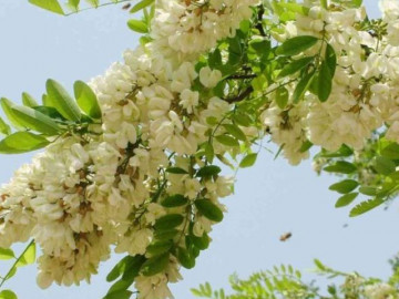 Loại cây bóng mát có hoa giá tới 180.000 đồng/kg, trồng trước nhà còn giúp rước lộc