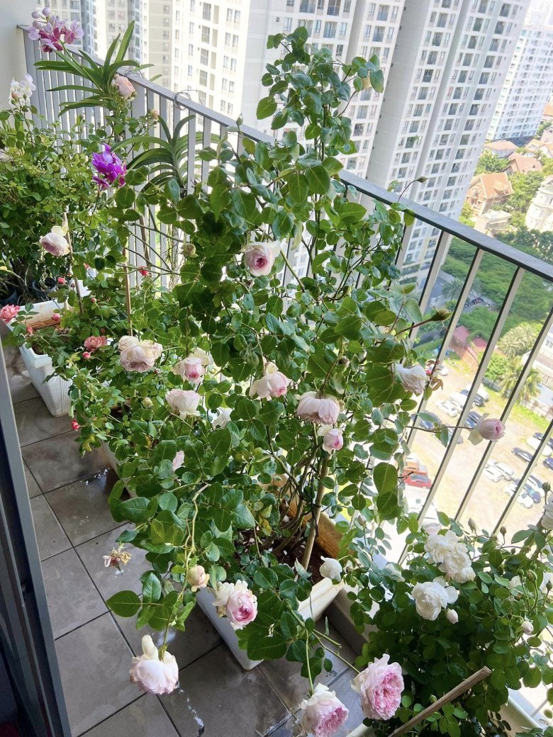 Anh cho biết: Khu vườn nhỏ xíu chung cư của Khánh hôm nay sau Tết hoa hồng nở rộ thơm ngát.