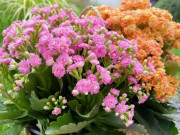 Nhà đẹp - Loài hoa đẹp tượng trưng cho sự trường thọ nhưng bị nhiều người cho vào danh sách đen, đây là 4 lý do