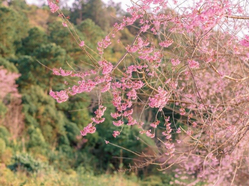 Cứ vào những tháng đầu năm, thành phố Đà Lạt lại xuất hiện một loài hoa cực phẩm, đó chính là hoa mai anh đào, loài hoa tượng trưng cho mùa xuân tại xứ sở sương mù. (Ảnh: Quang Huân)
