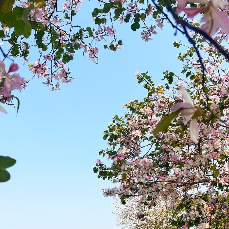 Thời tiết năm nay nồm ẩm và nóng nhiều khiến hoa ban Hà Nội nở sớm hơn so với trung bình mọi năm khoảng 2 - 3 tuần. (Ảnh: Mạc Kỳ Như)

