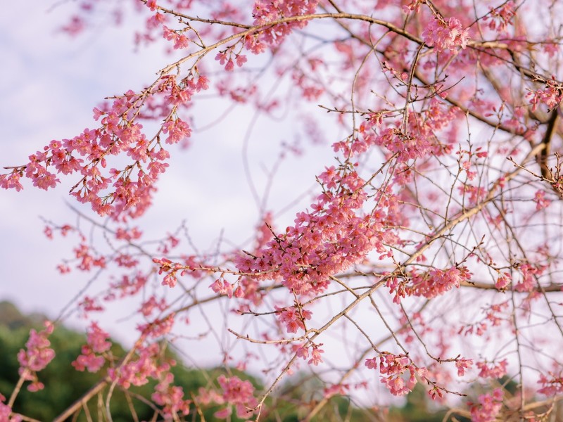 Mai anh đào Đà Lạt có tên tiếng Anh là Prunus Cerasoides, loài hoa này khác với hoa anh đào sakura của Nhật Bản. (Ảnh: Quang Huân)
