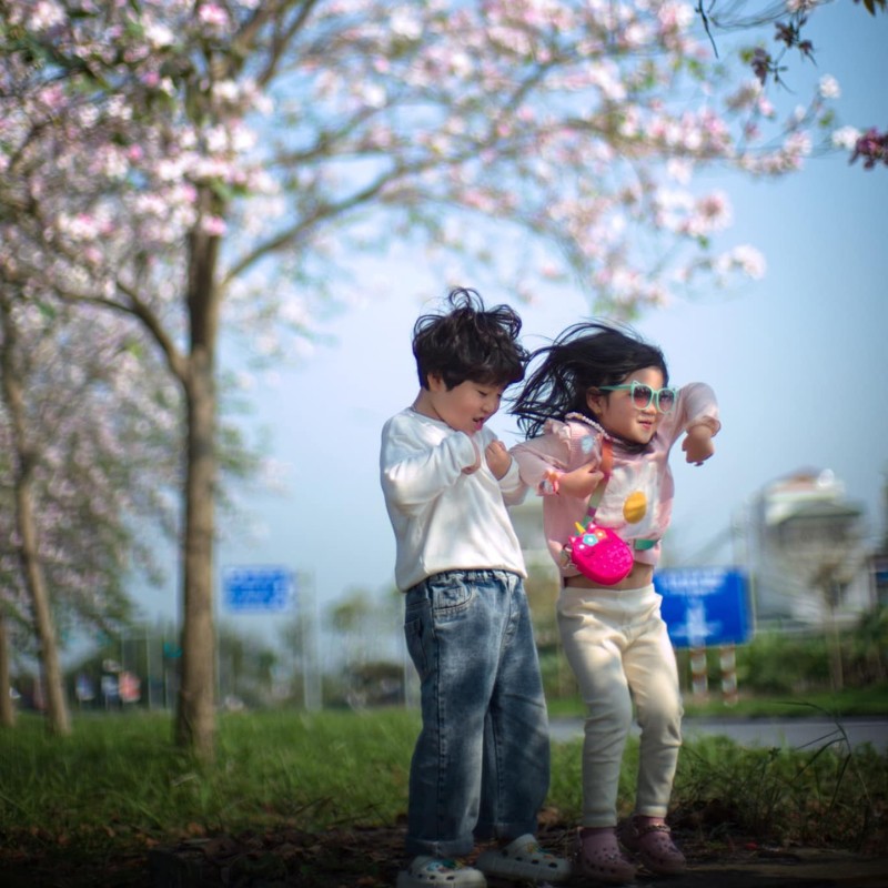 Ở Hà Nội, hoa ban có 4 màu phổ biến là màu trắng sọc hồng, màu tím, màu phớt tím và màu hồng. (Ảnh: Mạc Kỳ Như)
