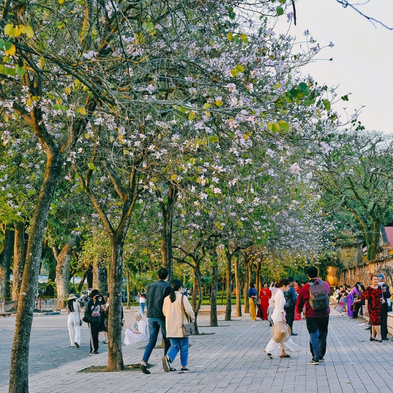 Hiện trên đường Bắc Sơn - Hoàng Diệu cũng đã có rất đông người dân Hà Nội tìm đến để ngắm và chụp ảnh cùng hoa. (Ảnh: D. Phạm Tú)
