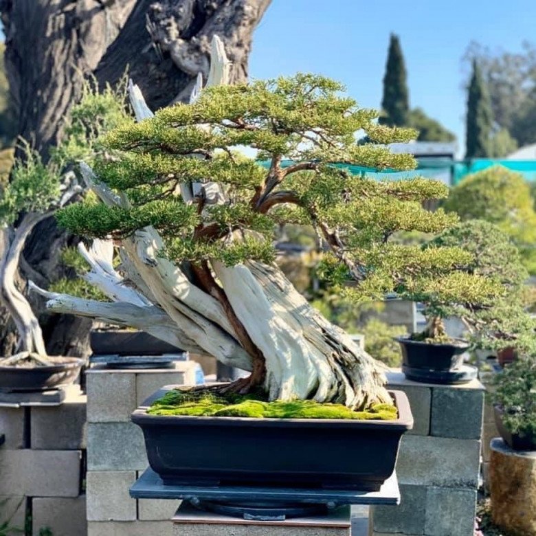 Anh còn có sở thích chơi bonsai, trong đó nhiều cây giá trị cao. Khu vườn từng bị trộm đột nhập vào, lấy đi mất 2 chậu bon sai đắt đỏ.