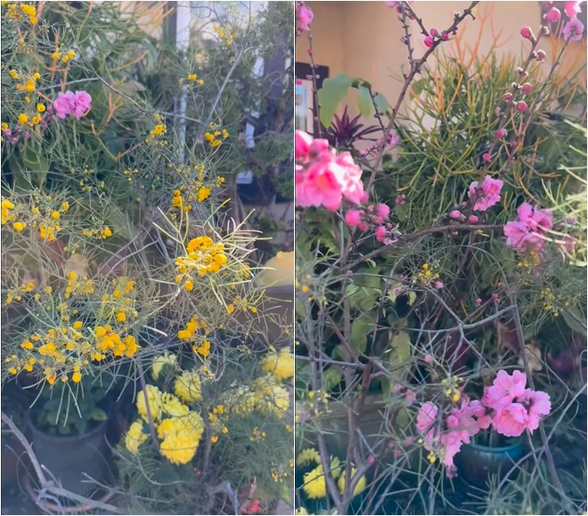 Bằng Kiều chia sẻ hình ảnh khu vườn ngập hoa khiến nhiều người thích thú. Anh cho biết: Cứ mùa xuân tới là vườn nhà mình đầy hoa luôn.