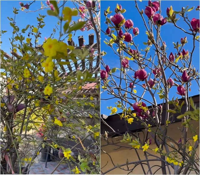 Anh tiết lộ: Cây mai vàng của Nhật nhà mình trồng được 2 năm rồi. Còn ở trên cao cao kia mọi người thấy là cây magnolia rất là đẹp, hoa màu hồng cánh sen như một bông sen cạn.