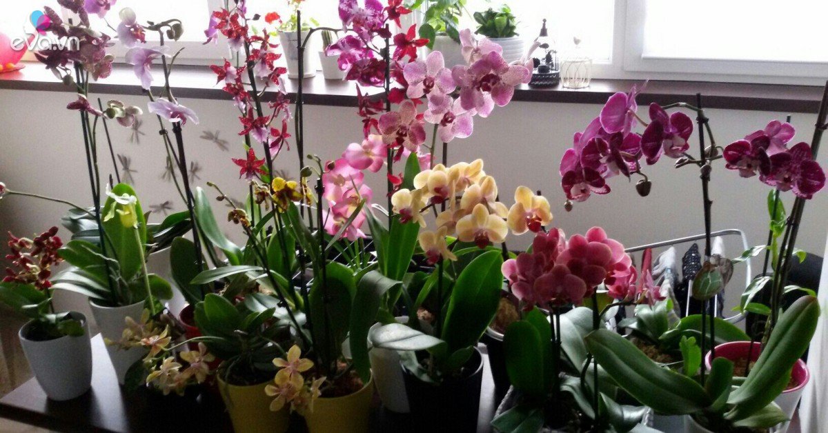 Trong nhà có 4 cây này không thể cho tặng người khác, nếu không dễ tán lộc của chính mình