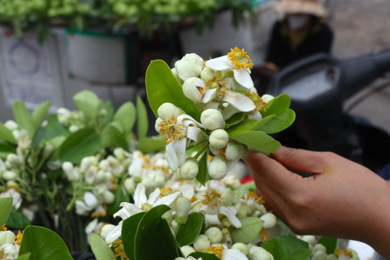 Loại cây ăn quả nhưng nay hoa lại được ưa chuộng trên mâm cúng Rằm tháng Giêng, giá 150.000 đồng/kg - 2