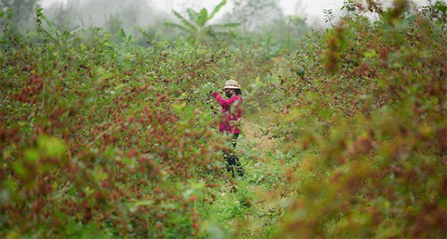 Vườn dâu tằm ở ngoại thành Hà Nội