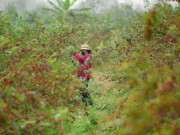 Tiêu dùng - Loại quả xưa rụng đầy không ai ăn, nay làm thành món đặc sản dân thành phố ưa chuộng dịp Tết, 120.000 đồng/kg