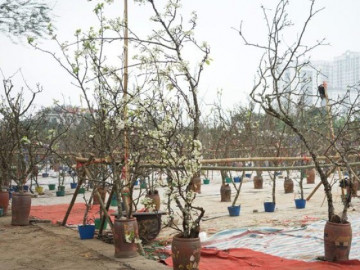 Hoa lê rừng sụt giá kịch sàn xuống phố sau Tết, tiểu thương chỉ mong thu hồi đủ vốn để sớm về quê