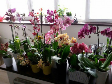 Trong nhà có 4 cây này không thể cho tặng người khác, nếu không dễ tán lộc của chính mình