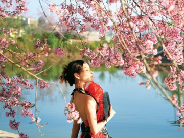 Đầu năm ghé Đà Lạt ngắm hoa mai anh đào nở bừng, lãng mạn như phim Hàn Quốc