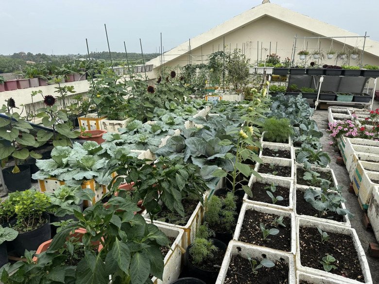 Ở xứ “Tây Ninh nắng cháy da người”, bà mẹ 2 con vẫn có vườn rau xanh tốt quanh năm trên sân thượng - 2