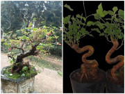 Tiêu dùng - Cây mọc bờ bụi ở quê lên chậu thành bonsai giá tiền triệu, trưng trong nhà vừa đẹp lại có ý nghĩa về phong thủy